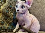 Dobby and Poppy's babies - Sphynx Kitten For Sale - Bolivar&comma; MO&comma; US