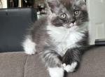 Gibby - Maine Coon Kitten For Sale - Sioux Falls&comma; SD&comma; US