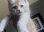 Gary - Maine Coon Kitten For Sale - Sioux Falls&comma; SD&comma; US