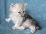 CFA Shaded Silver Male Persian Kitten - Persian Kitten For Sale - Stanton&comma; MO&comma; US