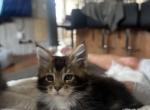 Gavin - Maine Coon Kitten For Sale - Sioux Falls&comma; SD&comma; US