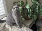 Blue Velvet - British Shorthair Kitten For Sale - NY&comma; US