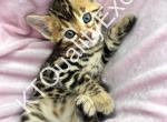 Josie TICA registered  bengal kitten - Bengal Kitten For Sale - Fenton&comma; MI&comma; US