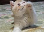 CAMEO TABBY AND WHITE EXOTIC BOY 2 CFA - Exotic Kitten For Sale - 