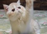 CAMEO TABBY AND WHITE EXOTIC BOY 1 CFA - Exotic Kitten For Sale - 