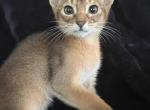 Charly - Abyssinian Kitten For Sale
