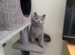 Blue Beaumont - British Shorthair Kitten For Sale - NY&comma; US