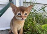 Felix - Abyssinian Kitten For Sale - Staten Island&comma; NY&comma; US
