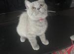 Blue Teddy - British Shorthair Kitten For Sale - NY&comma; US