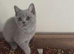 Silver Storm - British Shorthair Kitten For Sale - NY&comma; US
