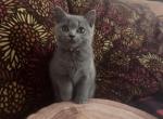 Soft Cloud - British Shorthair Kitten For Sale - NY&comma; US
