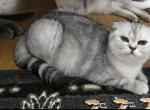 Buffy sweet - Scottish Fold Cat For Sale - Rio Linda&comma; CA&comma; US