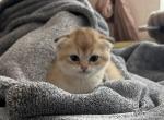 Ginger - Scottish Fold Kitten For Sale - 