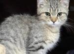 Kitty B - Scottish Fold Kitten For Sale - 