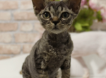 Black tabby Devon Rex - Devon Rex Kitten For Sale - Hollywood&comma; FL&comma; US