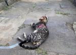 Blaze - Bengal Kitten For Sale - 