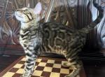 Bleu - Bengal Kitten For Sale - 
