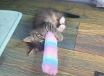 Baby litter 2 - Domestic Kitten For Adoption - Harbor Beach&comma; MI&comma; US