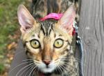 Draven - Bengal Kitten For Sale - Barberton&comma; OH&comma; US