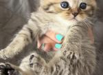 Mano - Scottish Straight Kitten For Sale - Palatine&comma; IL&comma; US