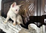 Cartier - Bengal Kitten For Sale - 