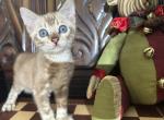 Suede - Bengal Kitten For Sale - Barberton&comma; OH&comma; US