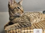F4  Mr Romeo - Savannah Kitten For Sale - 