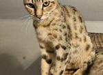 F4 Mr whitie - Savannah Kitten For Sale - Lakeland&comma; FL&comma; US
