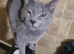 Blue - Domestic Cat For Sale - Glassboro&comma; NJ&comma; US