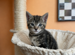 Leo - Domestic Kitten For Sale - Philadelphia&comma; PA&comma; US