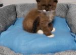 Ragdoll kittens - Ragdoll Kitten For Sale - MI&comma; US