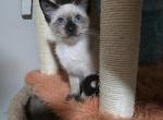 Siamese kittens - Siamese Kitten For Sale - 