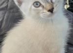 Lynx point male siamese - Siamese Kitten For Sale - Twin Lakes&comma; WI&comma; US
