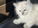Balinese kittens Lynx and seal point - Balinese Kitten For Sale - 
