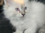 Balinese kittens Lynx and seal point - Balinese Kitten For Sale - Twin Lakes&comma; WI&comma; US