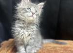 Jackson - Maine Coon Kitten For Sale - Kalamazoo&comma; MI&comma; US