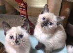 Siamese girls - Siamese Kitten For Sale - Twin Lakes&comma; WI&comma; US