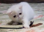 COPPER EYED WHITE EXOTIC SHORT HAIR BOY - Exotic Kitten For Sale - 