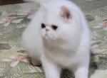 CFA REG COPPER EYED WHITE EXOTIC SHORTHAIR  GIRL - Exotic Kitten For Sale - 