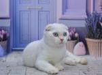 Jeff1 - Scottish Fold Kitten For Sale - Chicago&comma; IL&comma; US