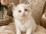 Mink & Traditonal Litter - Ragdoll Kitten For Sale - Ionia&comma; MI&comma; US