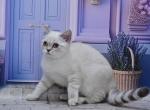 Jina1 - Scottish Straight Kitten For Sale - Chicago&comma; IL&comma; US