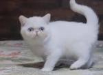 BLUE EYED WHITE EXOTIC SHORT HAIR BOY CFA REG - Exotic Kitten For Sale - PA&comma; US