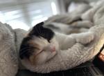 Marsha - Scottish Fold Kitten For Sale - AND&comma; SC&comma; US