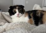 Mellow - Scottish Fold Kitten For Sale - AND&comma; SC&comma; US