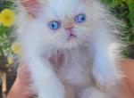 Birthday Surprise Flame - Persian Kitten For Sale - Portland&comma; OR&comma; US