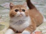 RED CLASSIC TABBY AND WHITE EXOTIC BOY CFA - Exotic Kitten For Sale - PA&comma; US