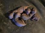 Willow's Litter - Sphynx Kitten For Sale - Delavan&comma; WI&comma; US