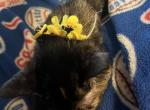 Belladonna - Domestic Kitten For Sale - IL&comma; US