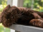 Brownie - Scottish Fold Cat For Sale - North Brunswick Township&comma; NJ&comma; US